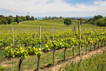 Obraz premium Vineyard in Rows Tuscany near Siena, Italy 