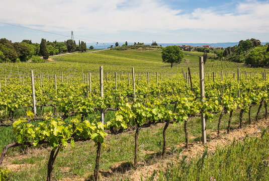 Vineyard in Rows Tuscany near Siena, Italy 