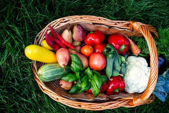 Colorful basket full of fresh organic vegetables placed on green grass in Romania during the daylight