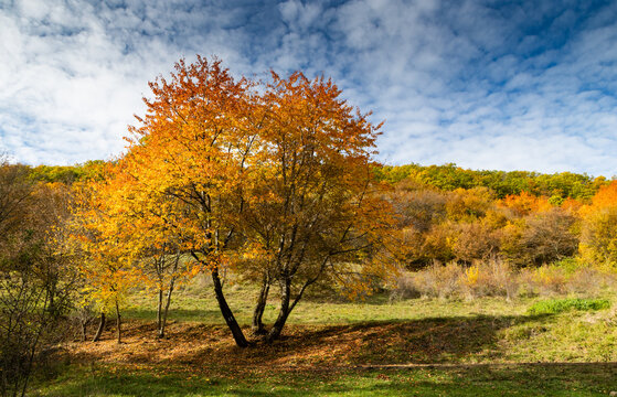 Colorful autumn trees display rich hues in a scenic landscape in Romania during fall season