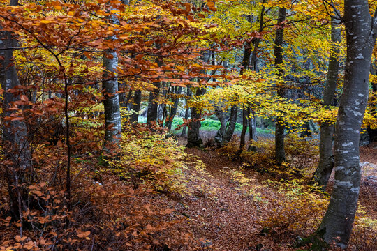 Colorful trees create a stunning autumn landscape in Romania with leaves covering the path and sunlight filtering through branches