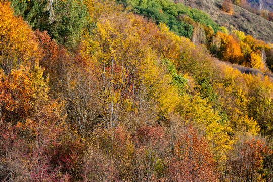 Vibrant autumn landscape with colorful trees showcasing the beauty of nature in Romania