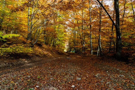Autumn landscape with trees displaying bright colors and a dirt path in a forest during fall