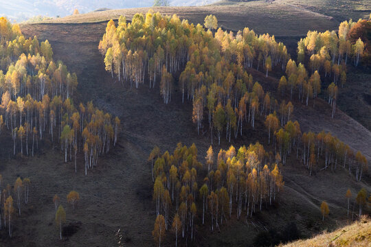 Colorful trees cover the hills in autumn season showcasing nature's beauty in Romania