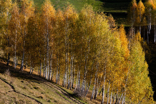 Colorful trees show autumn beauty in a landscape filled with nature and sunlight in Romania