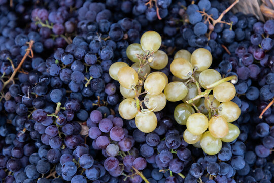 Grapes in a basket showing different colors and varieties gathered together in Romania during harvest season