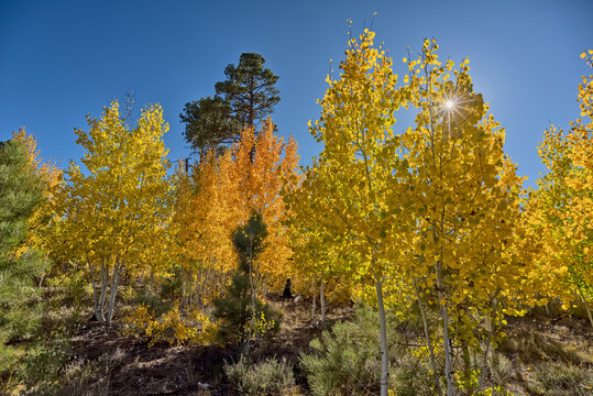 Aspen trees change color during Autumn on the Kaibab Plateau in Northern Arizona in 2025