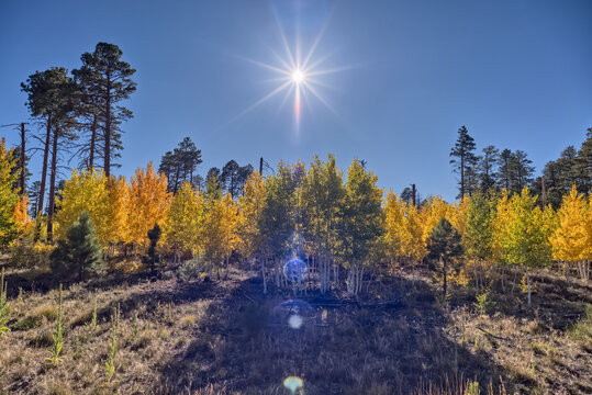 Aspen trees changing color in autumn on the Kaibab Plateau in Northern Arizona during the year 2025