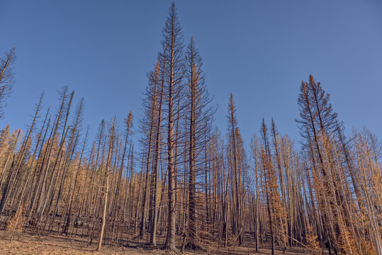 Burned trees in Kaibab National Forest from Dragon Bravo Wildfire in 2025 show aftermath of fire damage