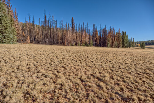 Impact of the dragon bravo wildfire on kaibab national forest in 2025