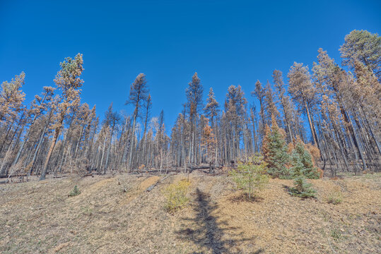 Forest damage from Dragon Bravo Wildfire at Grand Canyon North Rim Arizona in 2025