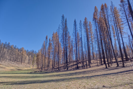 Devastated forest after Dragon Bravo Wildfire impacts Grand Canyon North Rim in Arizona