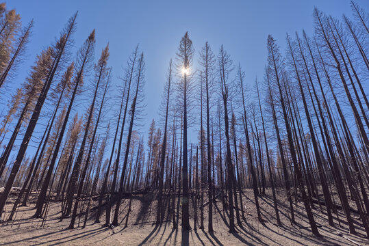 Forest destruction at Grand Canyon North Rim due to the Dragon Bravo Wildfire of 2025