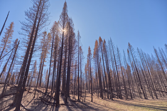 Devastated forest in Grand Canyon North Rim Arizona after Dragon Bravo Wildfire in 2025