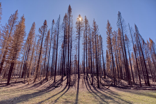 Forest damage from Dragon Bravo Wildfire at Grand Canyon North Rim Arizona in 2025