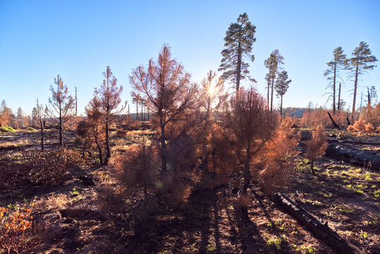 Devastated forest from the Dragon Bravo Wildfire at the North Rim region of the Grand Canyon in Arizona during 2025