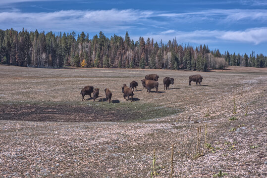 Bison grazing in a meadow at Grand Canyon North Rim Arizona under blue skies