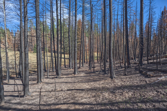 Devastation of forest at Grand Canyon North Rim Arizona from Dragon Bravo Wildfire in 2025