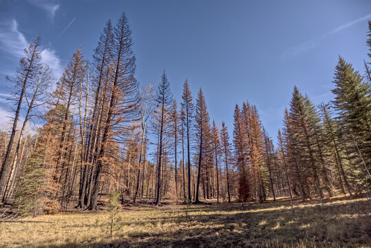 Devastated forest at Grand Canyon North Rim Arizona after Dragon Bravo Wildfire in 2025