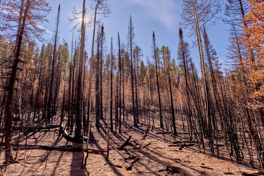 Devastated forest at Grand Canyon North Rim Arizona from Dragon Bravo Wildfire in 2025 showing effects of fire on trees and land
