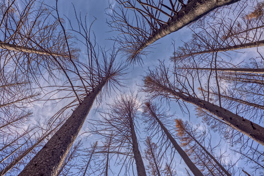 Devastation of forest at Grand Canyon North Rim Arizona after Dragon Bravo Wildfire in 2025 with burned trees reaching toward the sky