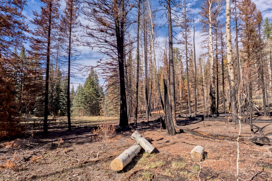 Forest damage from Dragon Bravo Wildfire at Grand Canyon North Rim Arizona in 2025