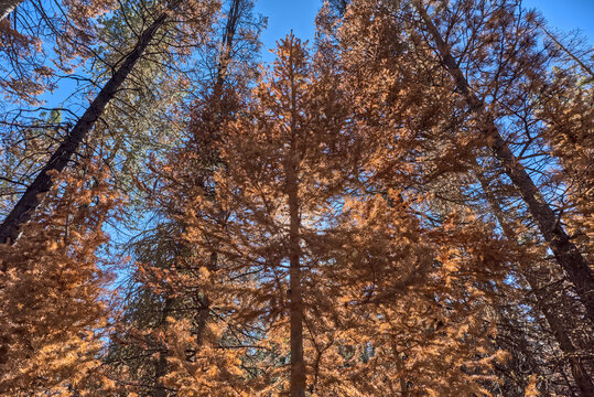 Burned pine trees stand in a devastated forest at Grand Canyon North Rim after the Dragon Bravo Wildfire in 2025