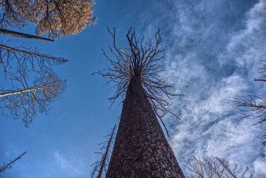 Vertical view of a burned tree in a devastated forest at Grand Canyon North Rim Arizona from the Dragon Bravo Wildfire of 2025