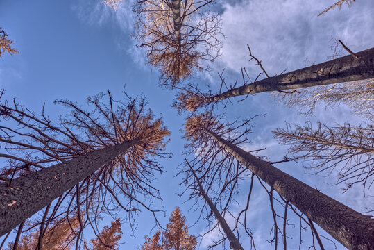 Burned trees stand tall in Grand Canyon North Rim after Dragon Bravo Wildfire of 2025