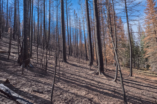 Devastation of forest at Grand Canyon North Rim Arizona from Dragon Bravo Wildfire of 2025 affecting trees and wildlife habitat