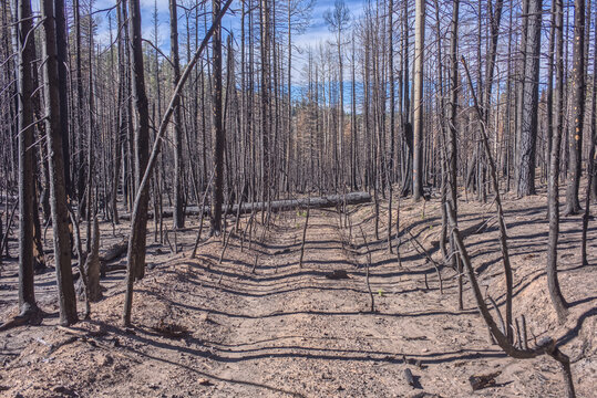Devastation of forest after Dragon Bravo Wildfire at Grand Canyon North Rim in Arizona, impacting wildlife and ecosystem in 2025