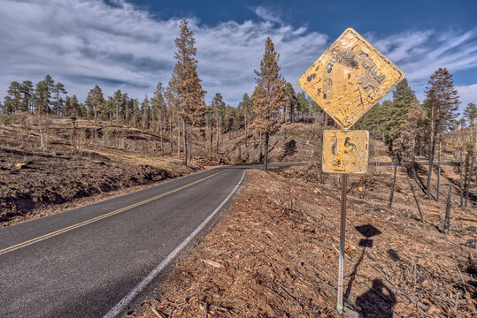 Melted street sign along Cape Royal Road after Dragon Bravo Wildfire at Grand Canyon North Rim in Arizona