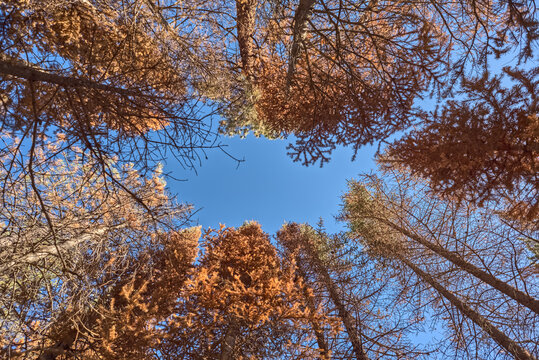 Burned pine trees stand in a forest affected by the Dragon Bravo Wildfire in Grand Canyon North Rim Arizona