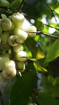 Cluster of Fresh Wax Apples Hanging on Tree Branch in Sunlight