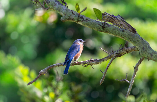 Eastern Bluebird perched on a branch in Bermuda with vibrant blue plumage and natural surroundings
