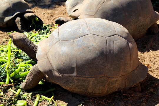 Giant tortoises eating leafy greens on La Digue island in Seychelles during a sunny day in the outdoors
