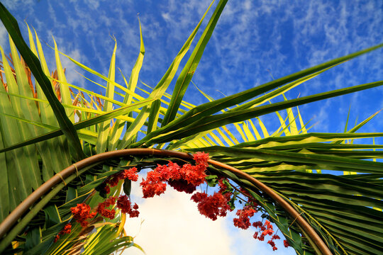 Details of palm trees with red flowers and blue sky over Praslin Island in Seychelles during daytime
