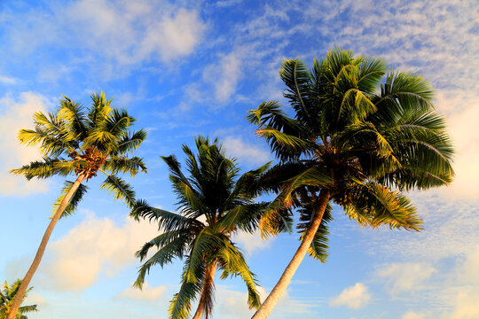 Palm trees sway under a blue sky with clouds in Praslin Island, Seychelles