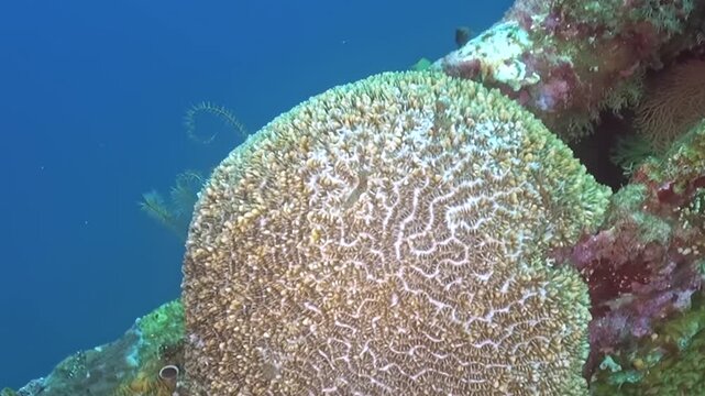 Small agile reef fish gracefully swim past a magnificent brain coral structure. A delicate feather duster worm sways near the vibrant marine life in this sunlit underwater sanctuary.