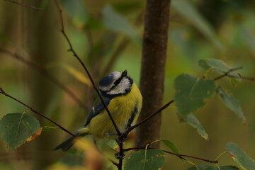 Obraz premium the swedish bird looking for food