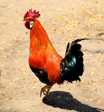 Bright cockerel walks on dirt ground in Mauritius during daylight hours with natural light highlighting feathers
