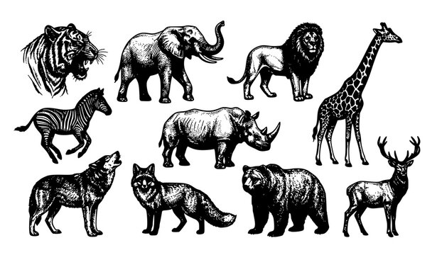 Black and White Wild Animal Collection Vector Illustration Set with Tiger and Elephant