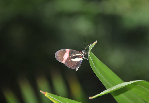 Postmannfalter (Heliconius melpomene)