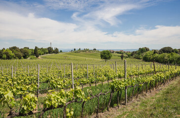 Obraz premium Vineyard in Rows Tuscany near Siena, Italy 