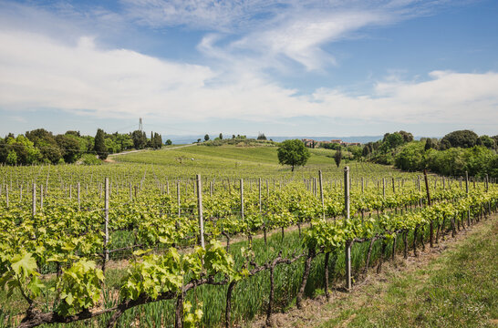 Vineyard in Rows Tuscany near Siena, Italy 