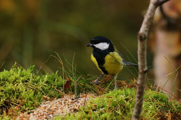 Naklejka premium The Swedish birds looking for foods
