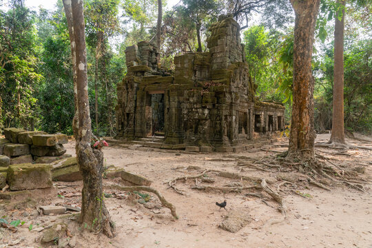 Explore Ta Prohm Temple with ancient stone walls and tree roots in the jungle of Cambodia near Siem Reap