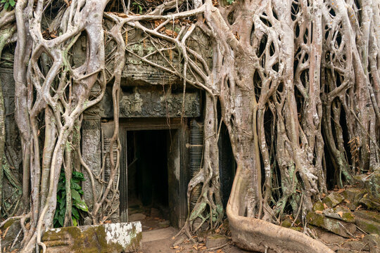 Roots of trees envelop ancient doorway at Ta Prohm temple in Angkor, Cambodia, illustrating nature&rsquo;s reclaiming of history