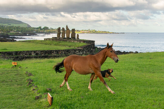 Moai statues stand by the ocean as a horse and dog run across green grass at Ahu Tahai in Chile