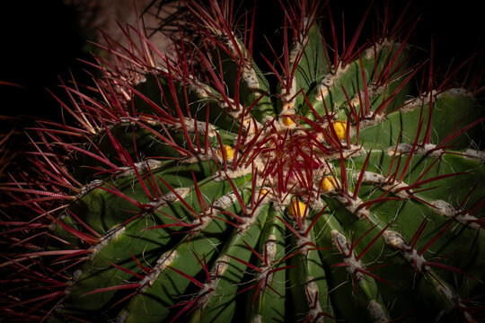 Exploring unique cactus species with vibrant spines found at Majorelle Garden in Marrakech, Morocco in bright sunlight